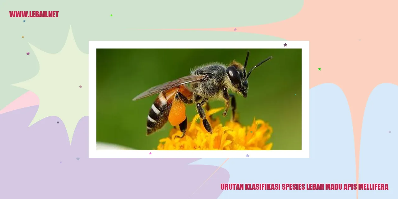 Lebah Madu Apis Mellifera